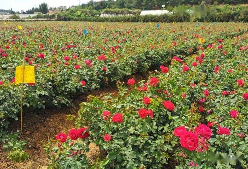 是"玫瑰花"最青睐的地方,走进旧县街道嘉华食用玫瑰种植基地