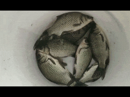 440_330gif 动态图 动图