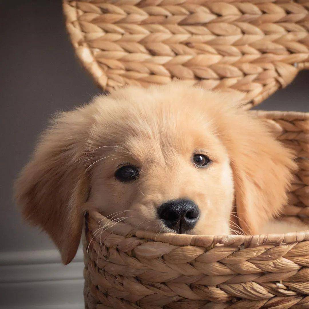 我被小金毛盯上了!快被萌死了!