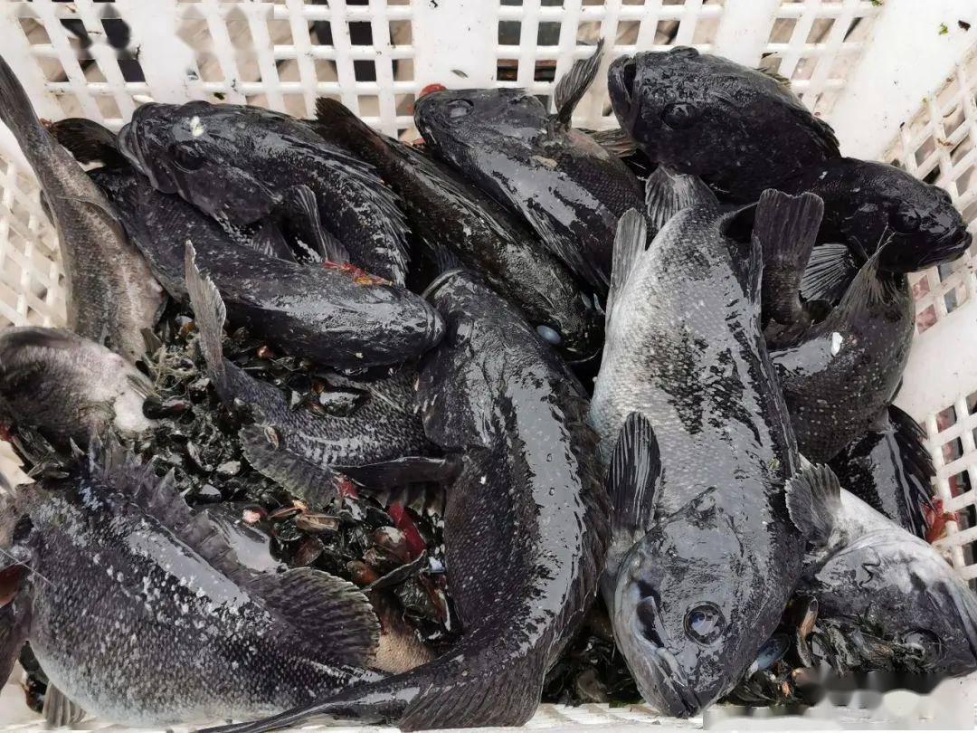 今日小平岛七万余元特大黑鱼放归大海!