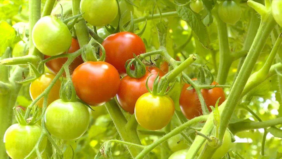 新鲜嘉兴种植的日本红风铃小番茄味甜汁多价格