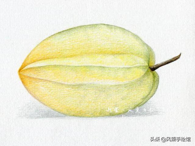 每周一绘|第11期来画彩铅杨桃