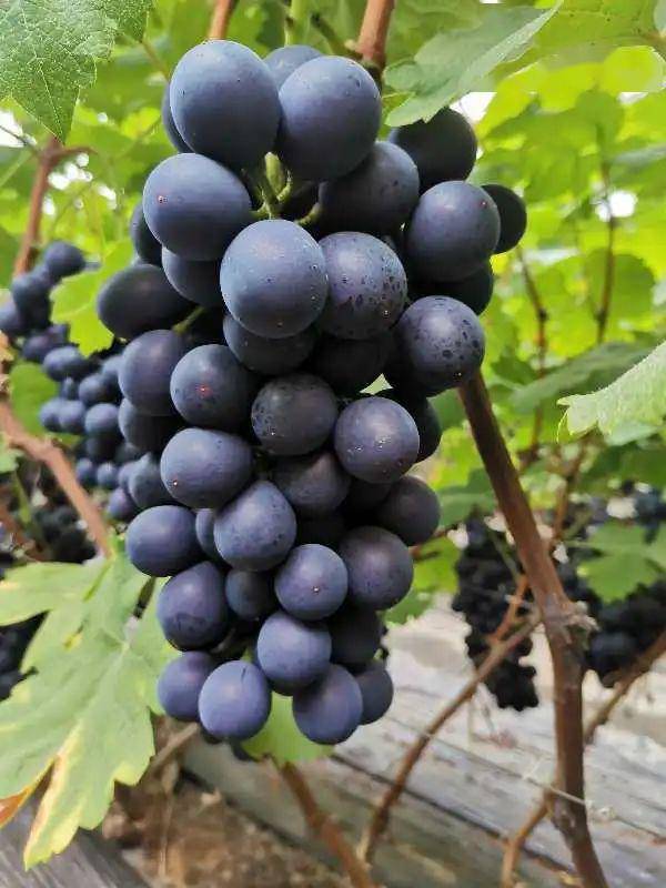 莱西"爆汁大葡萄",即墨"双黄鲜鸡蛋"~长白山"蒲公英根茶" ,妈耶!