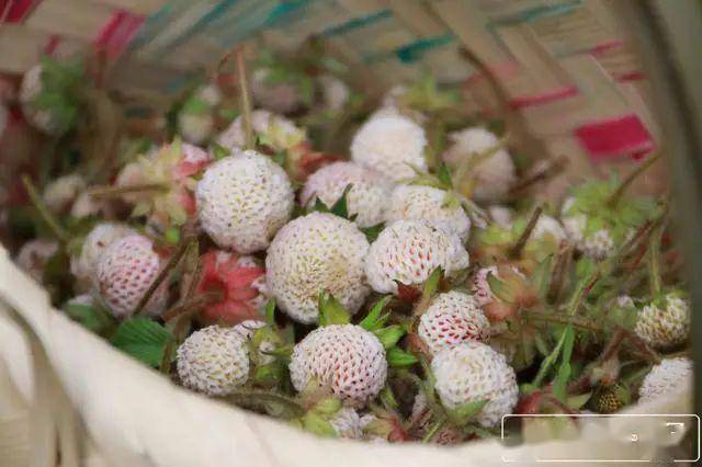 保山|走,去施甸摘树莓,白泡,青梅喽!_手机搜狐网