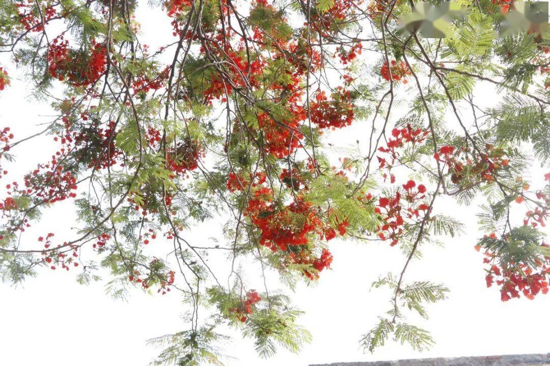 仲夏三洲|憶紅色光榮歲月,賞簇簇鳳凰花開