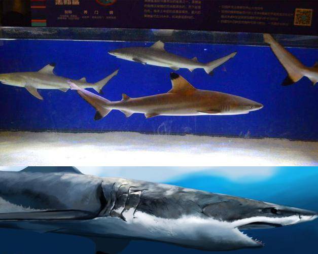 缤纷多彩的海龟,蝶鱼,水母,珊瑚,白鳍鲨等海洋生物在游来游去