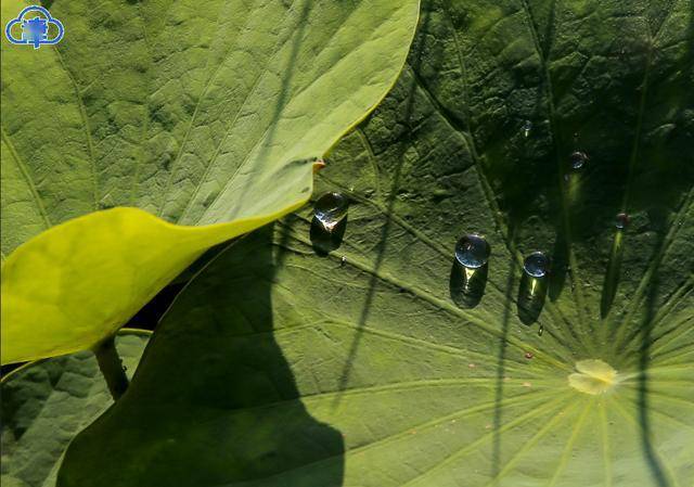 染湿了红澄澄的夕阳,洗净了白苍苍的云彩,融化了金灿灿的阳光,也衬得