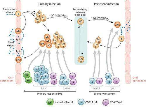 eb病毒结构图图片