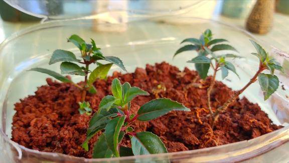 用这个神器扦插倒挂金钟三角梅成活率能达到100还省钱