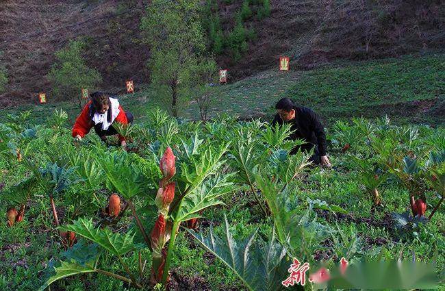 康县豆坝镇:大黄"叩"开致富门_手机搜狐网
