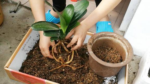 君子兰换盆换土时加入这3样作料使根系迅速生长叶子油亮