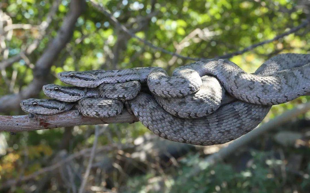解密蛇岛蝮独特的岛屿适应机制