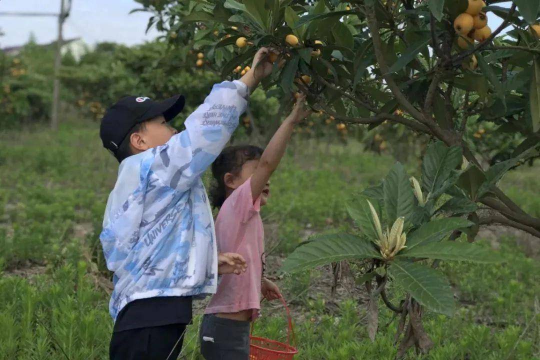 未成年人相约枇杷园绽放亲子情新中村举办亲子枇杷采摘活动