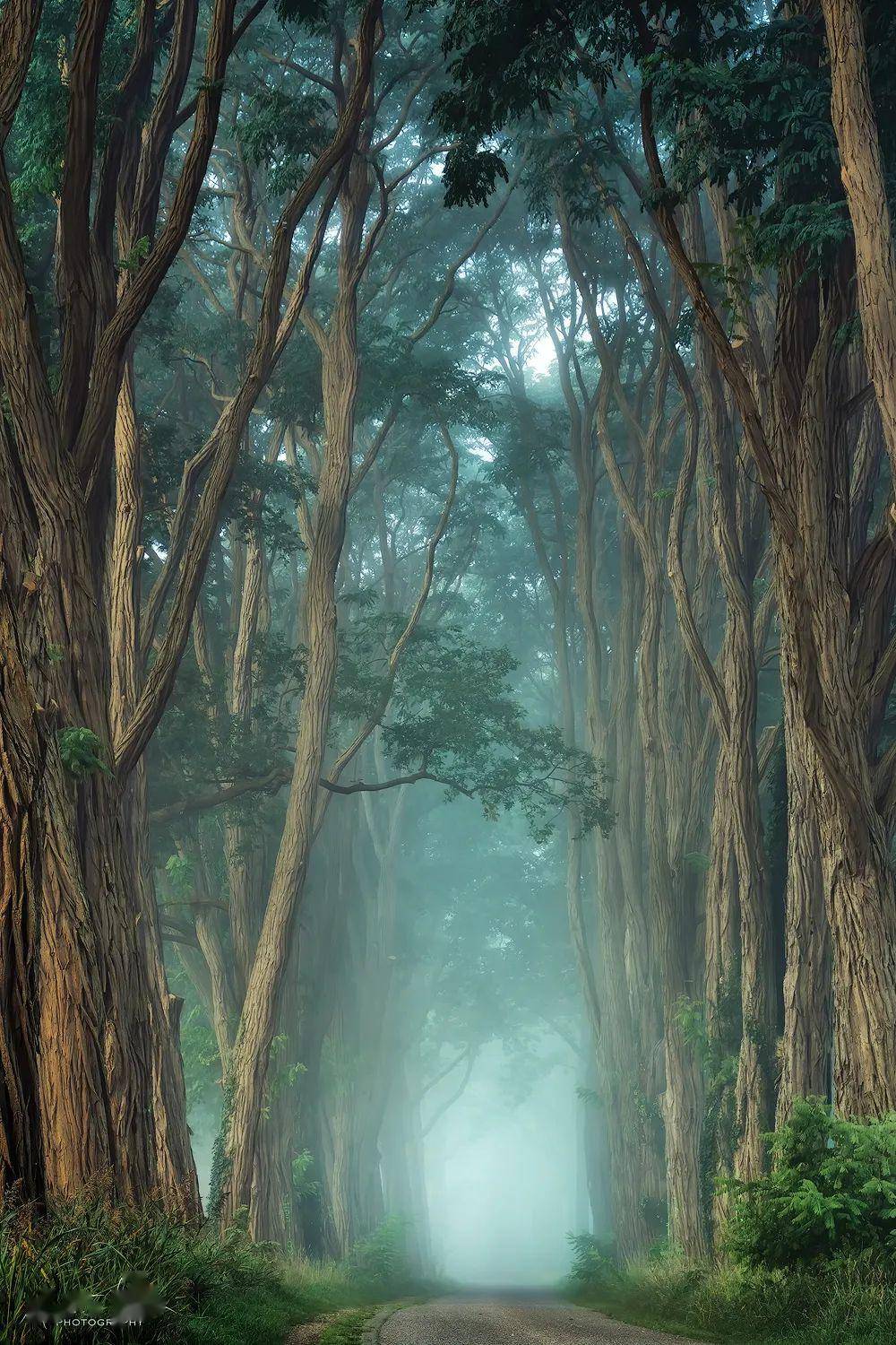 专访| 荷兰摄影师拍下奇幻森林,看一次治愈一次