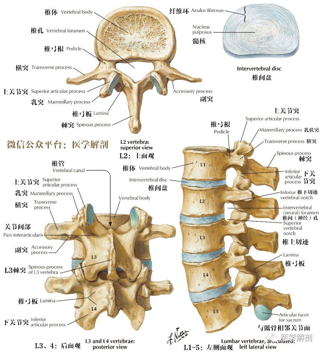 腰椎椎体结构图图片