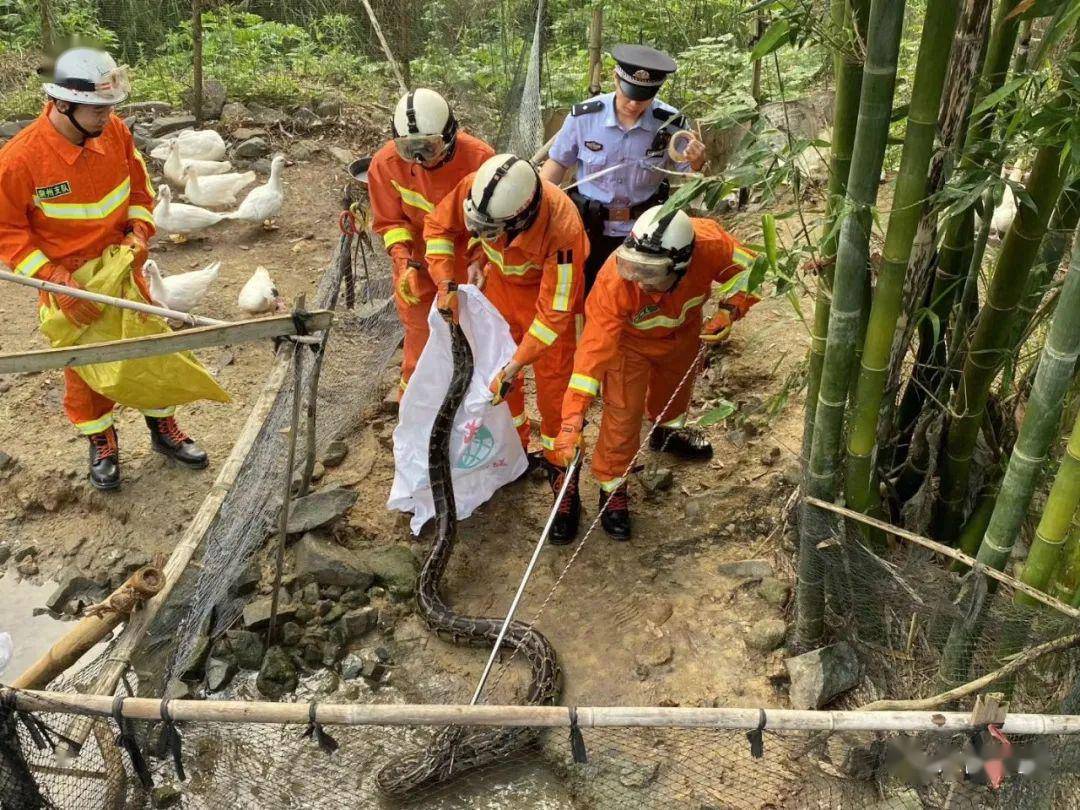 四川地震55米巨蟒大雨图片