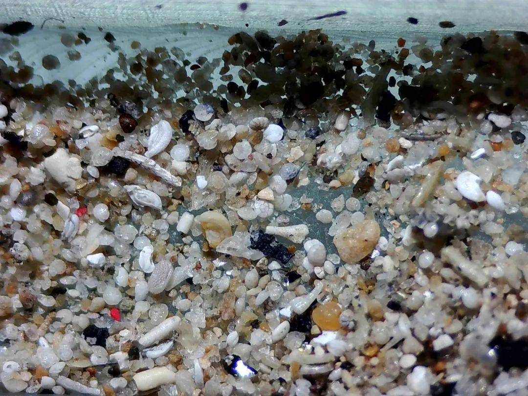 渺小的身躯,无价的珍宝!用一首诗的时间,带你了解有孔虫