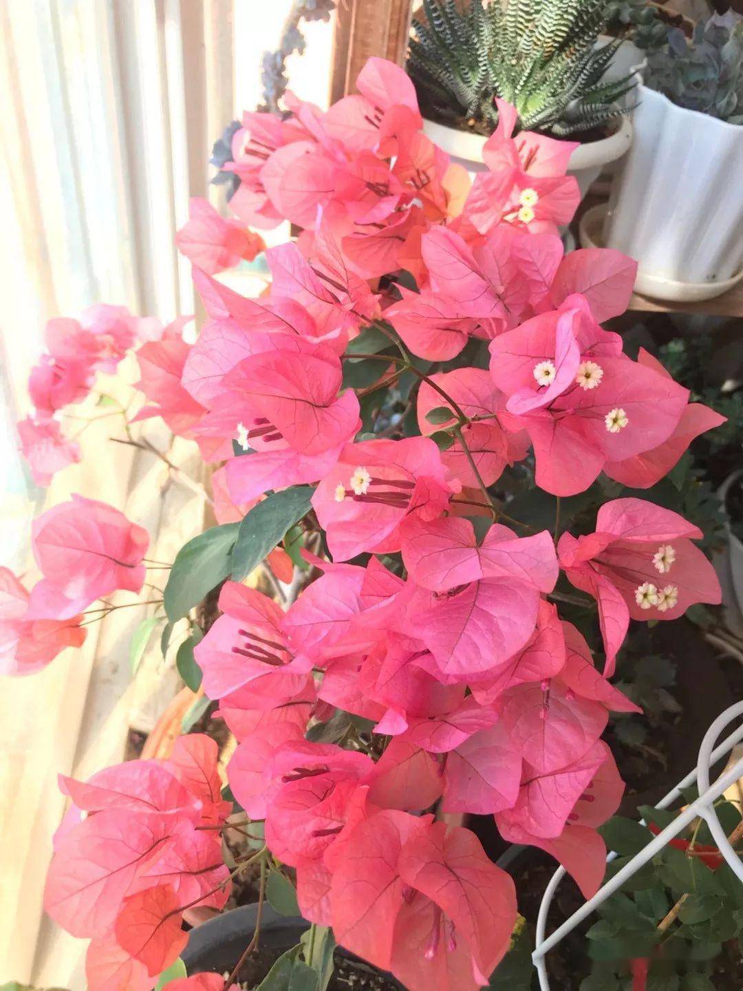 喜欢养三角梅的,这6个品种千万不要错过,开花真的太勤了!