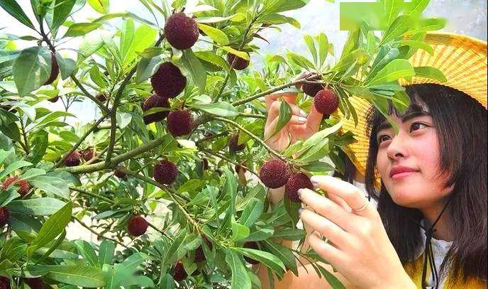 文旅资讯猴场杨梅已满林带上家人采摘去