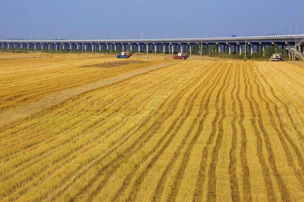 团风美景罗霍洲上麦穗饱风掀如浪万顷黄