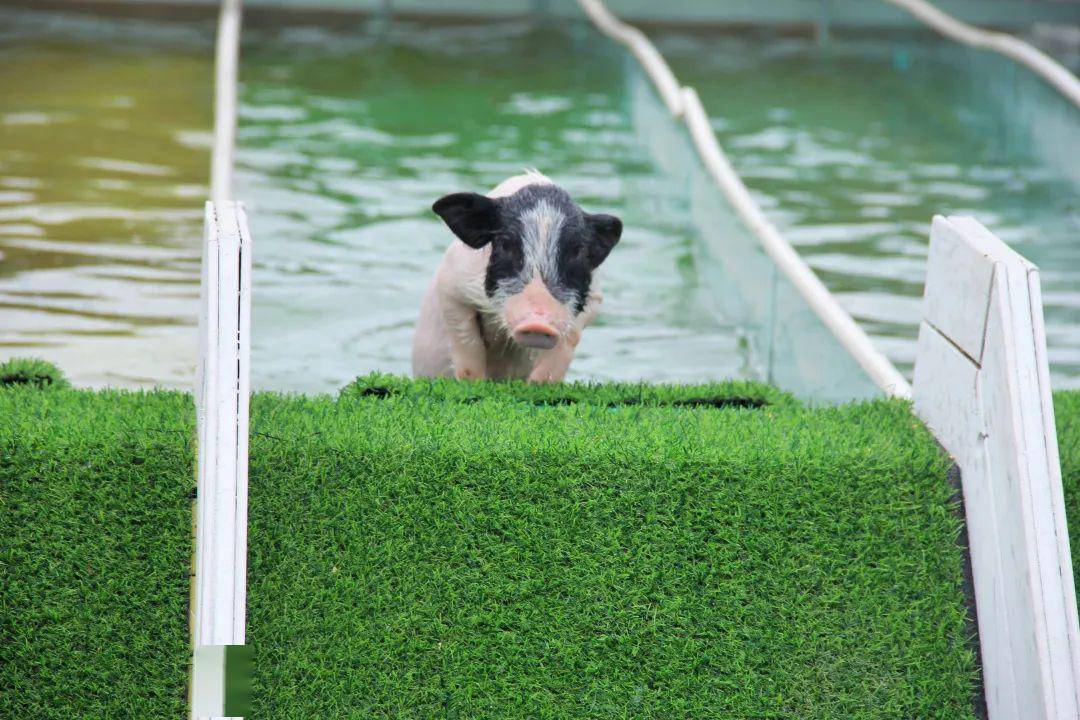 1元,畅游南通森林野生动物园!