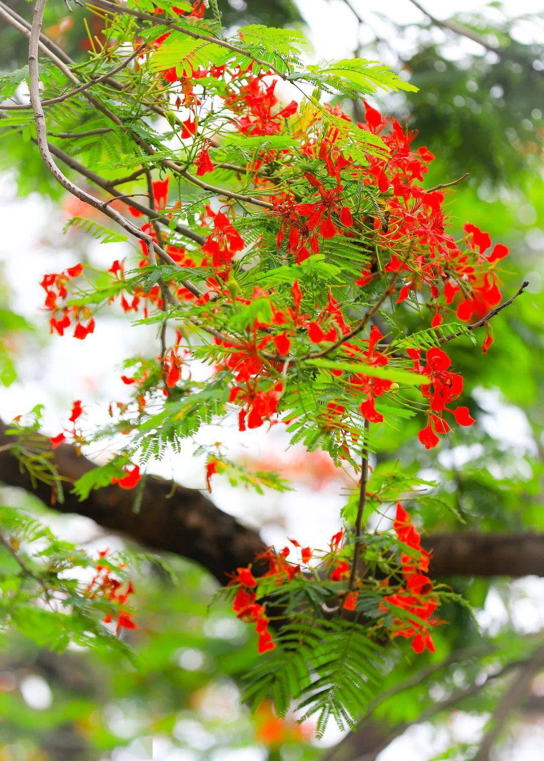 东莞高埗赏花这里的凤凰花开得正红艳
