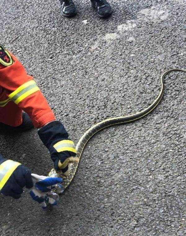 吃惊!重庆一居民楼一天连捉3条蛇