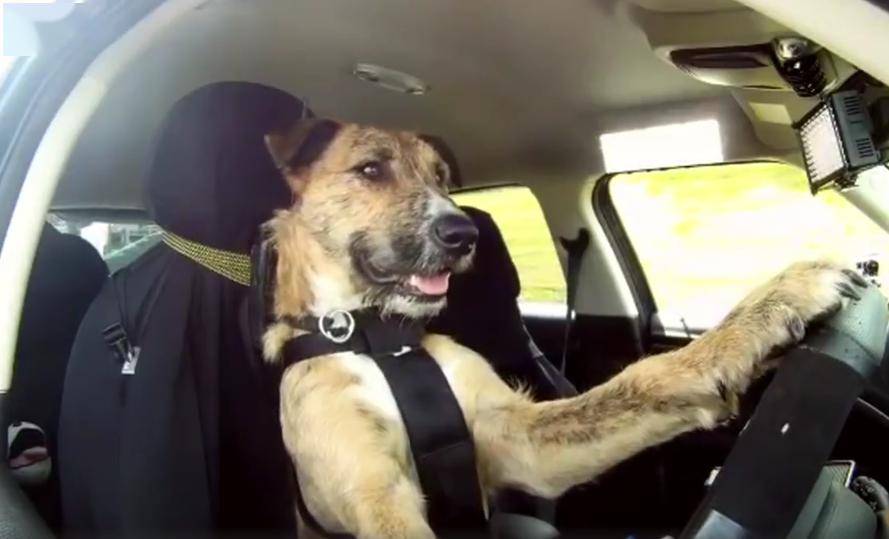 小狗8个星期学会开车这又是在提醒我们连狗都不如了吗