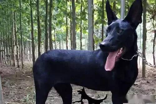 7大中国本土猛犬,每一种都超帅,不输美国比特犬