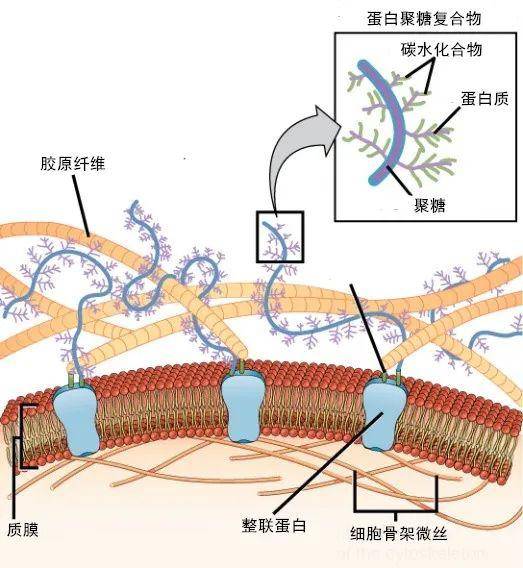 细胞外基质由各种大分子织绘成复杂的网络   openstax biology
