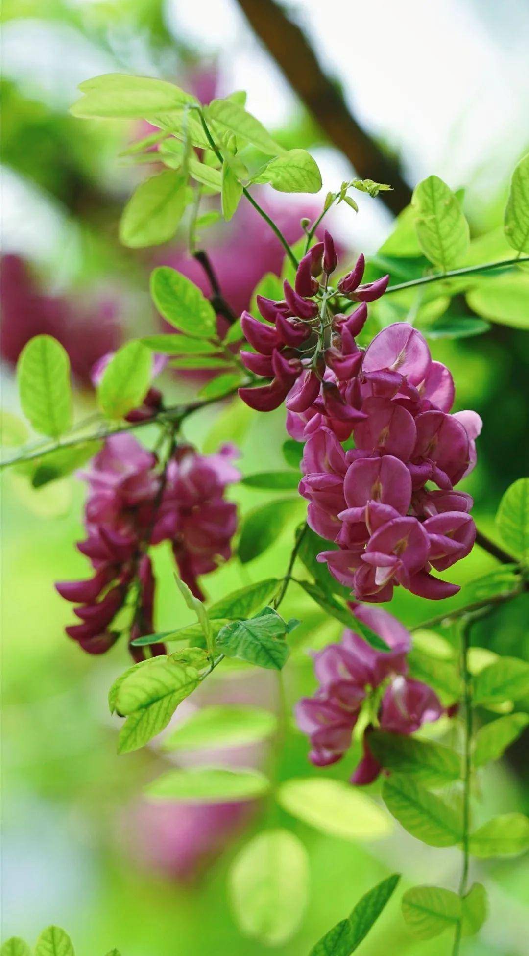 槐花盛放槐宴飘香大连特色赏槐品槐风情游你值得拥有