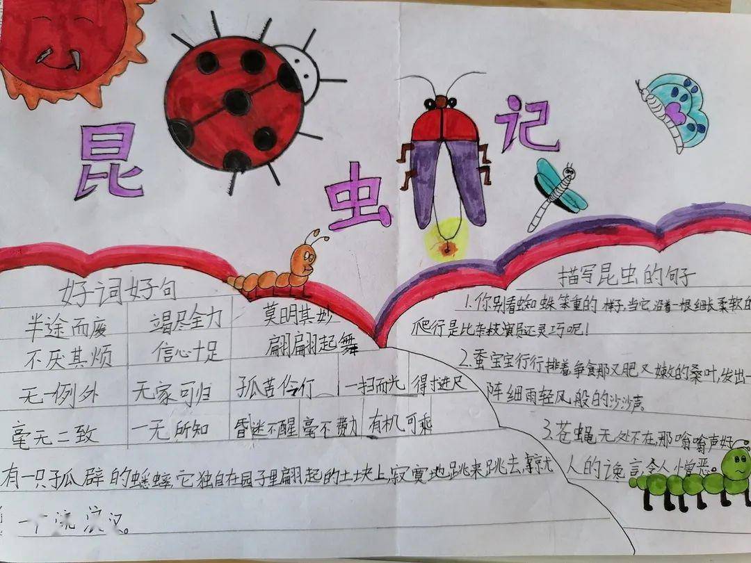 【活力稷下】一本书的n种打开方式丨三年级《昆虫记》读写绘佳作展示