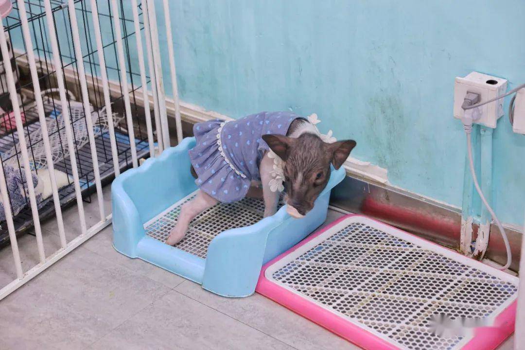 3认猪指南(猪猪们不换衣服的前提下)年龄最大的【甜筒】全黑的【曲奇