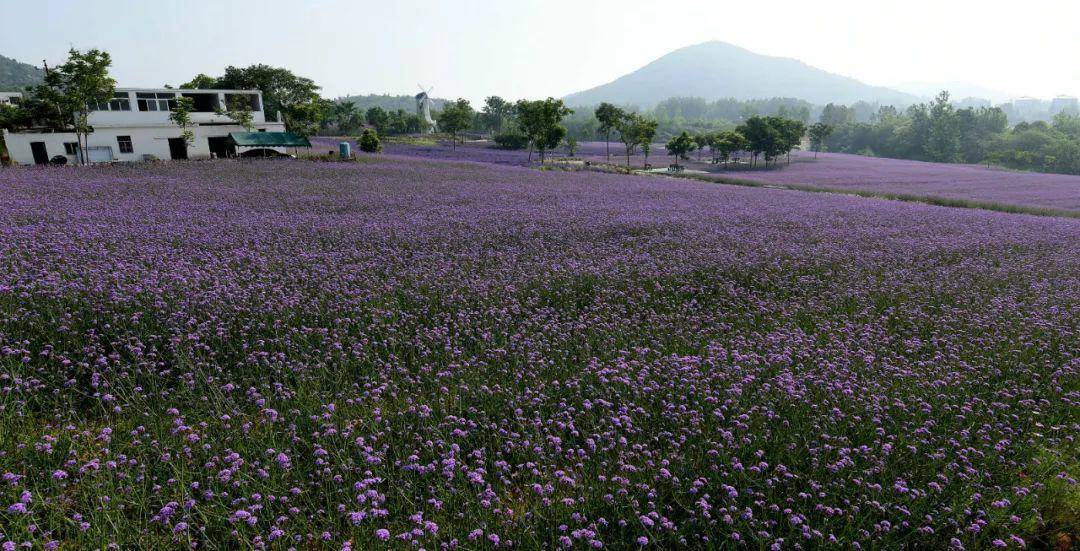 我们:肖建华 | 米粒花世界,一片紫色的海