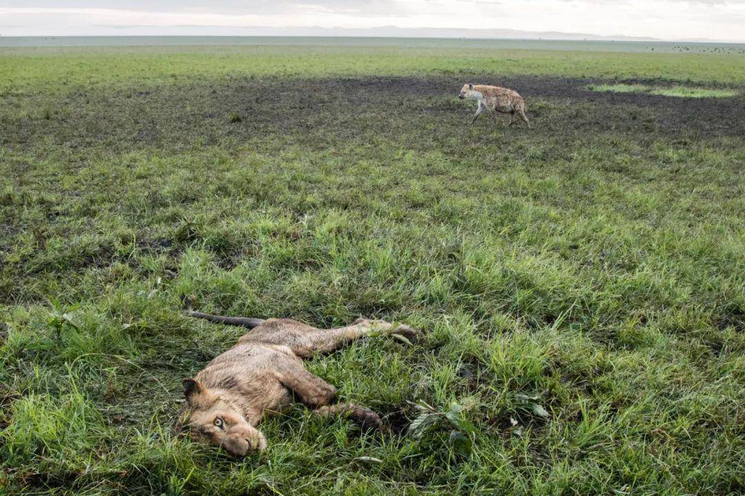 这头狮子因农药中毒倒地不起,鬣狗在不远处正伺机发动攻击.