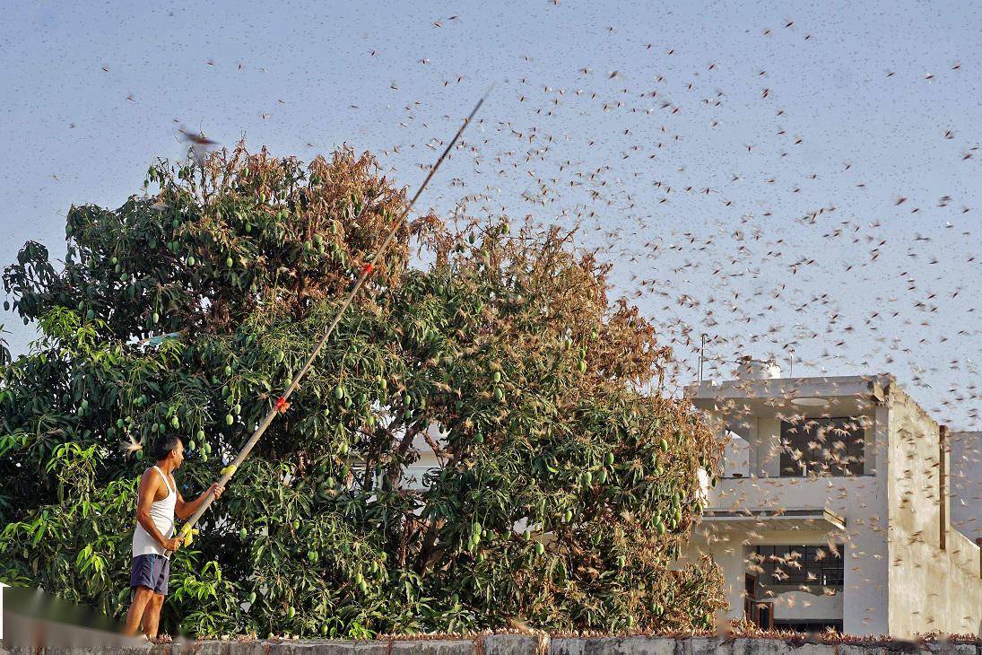 印度遭遇26年来最严重蝗灾,4000万只蝗虫一天能吃掉约3.5万人口粮