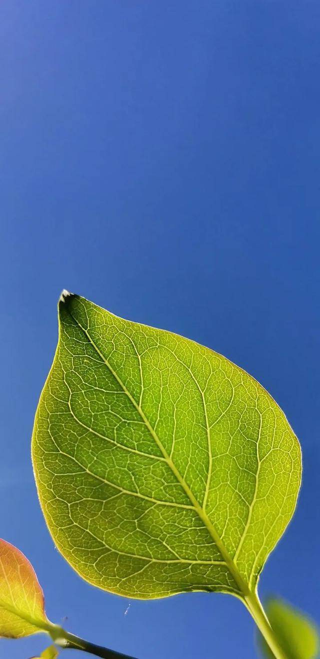 长春夏天的绿是最好看的颜色,每张图都可以拿来当壁纸!