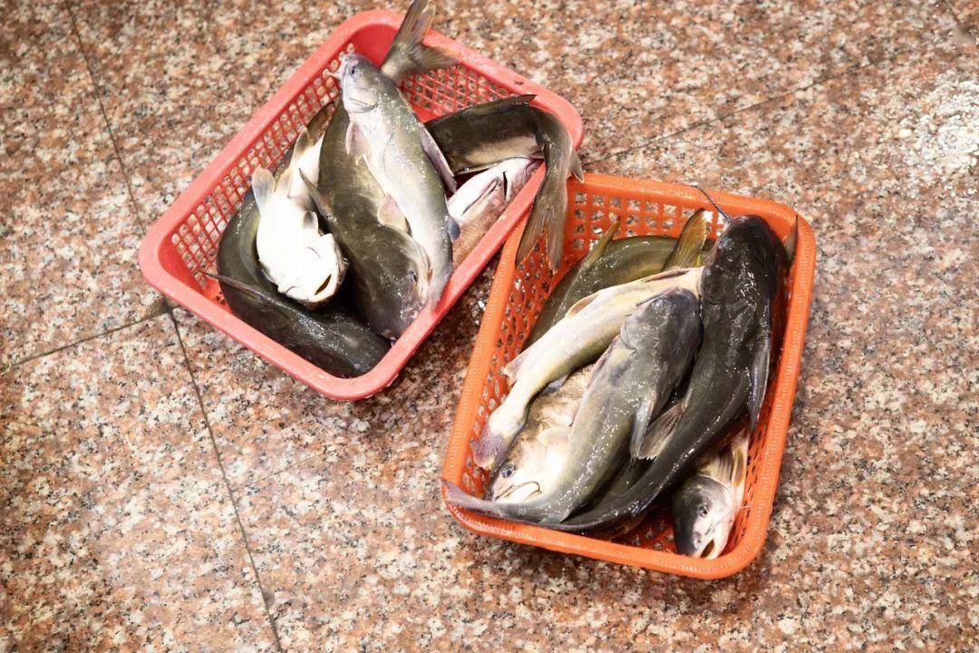 龙湾王鱼季节图片