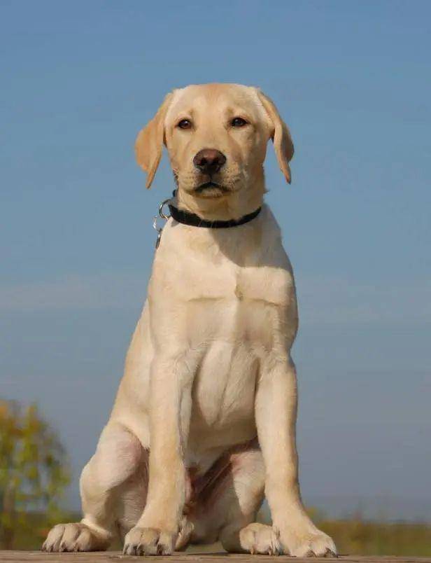 成年拉布拉多体重不到30斤志愿者见到它的那一刻心咯噔了一下