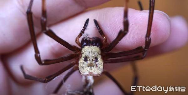 食人蜘蛛变异图片
