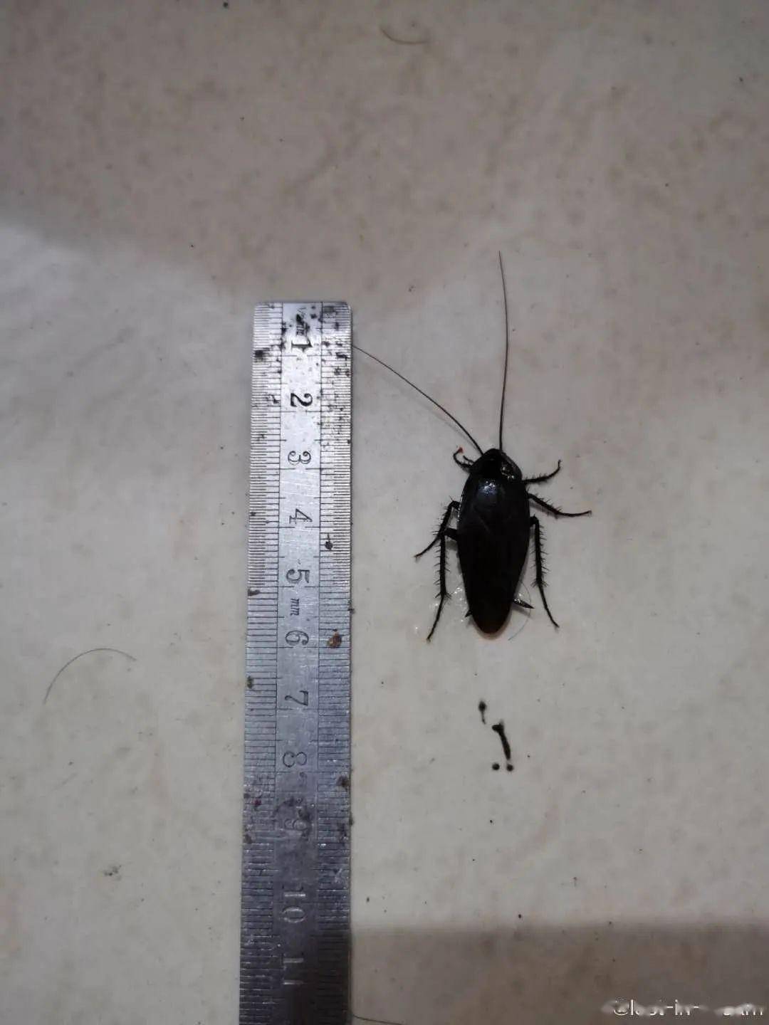 再偷偷告诉北方的朋友们一个事实:  我们这的大蟑螂还会飞哦 !