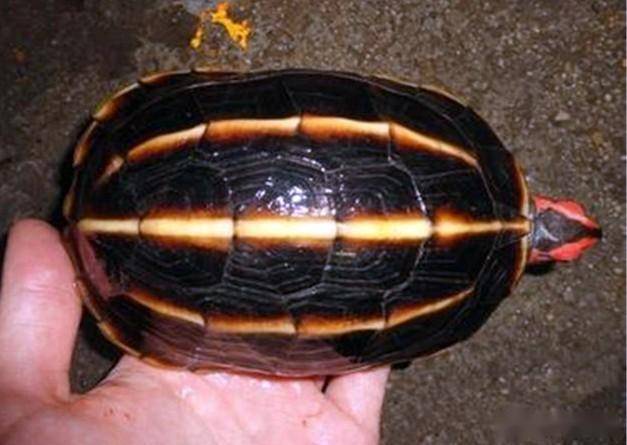 一日一龟三棱黑龟