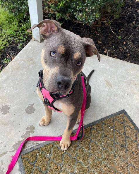 狗狗遭人抛弃,惨状宛如"恶魔",两美女救回家后,发生了神逆转_莱尼