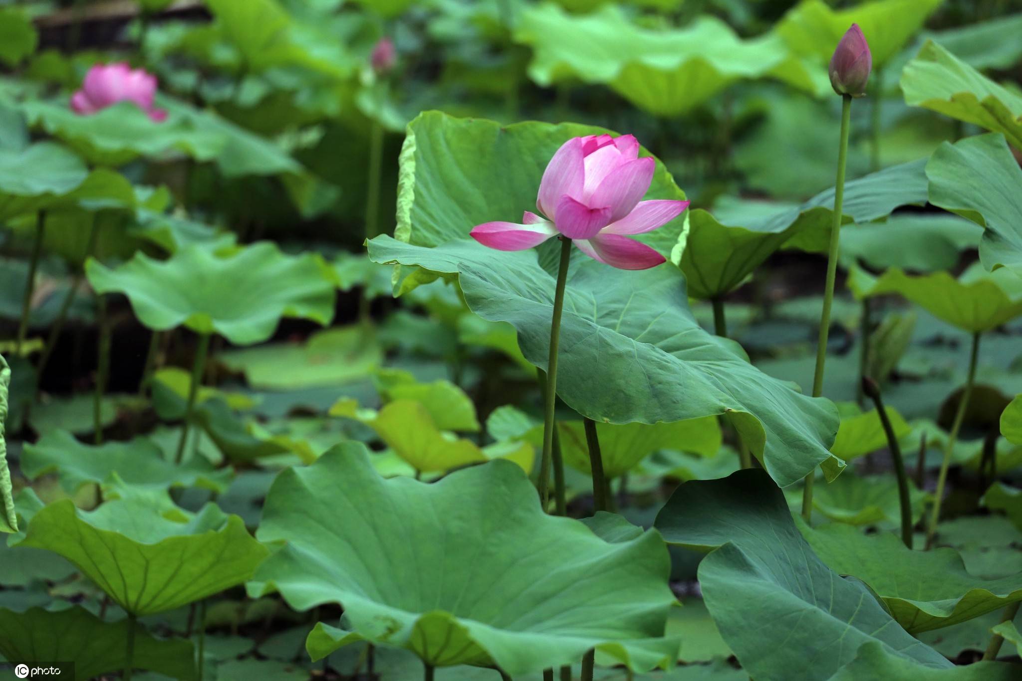 南京莫愁湖公园荷花含苞待放 部分已花开朵朵