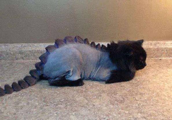 猫恐龙造型剃毛步骤图片