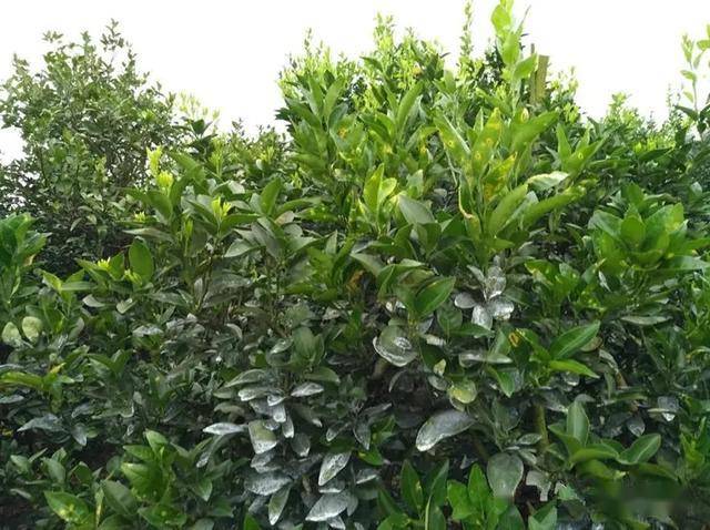 柑橘果实膨大前期的知识,果坐稳后如何快速膨果为早熟打下基础?