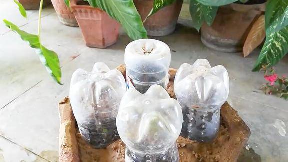 利用矿泉水瓶繁殖玫瑰你见过吗新手也可以轻松掌握喔