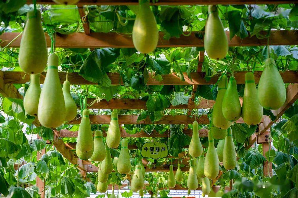 菜博会闭幕后展馆还可以继续预约参观!