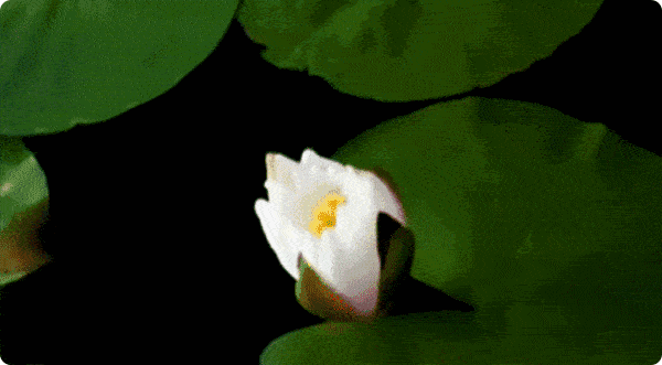 600_331gif 动态图 动图