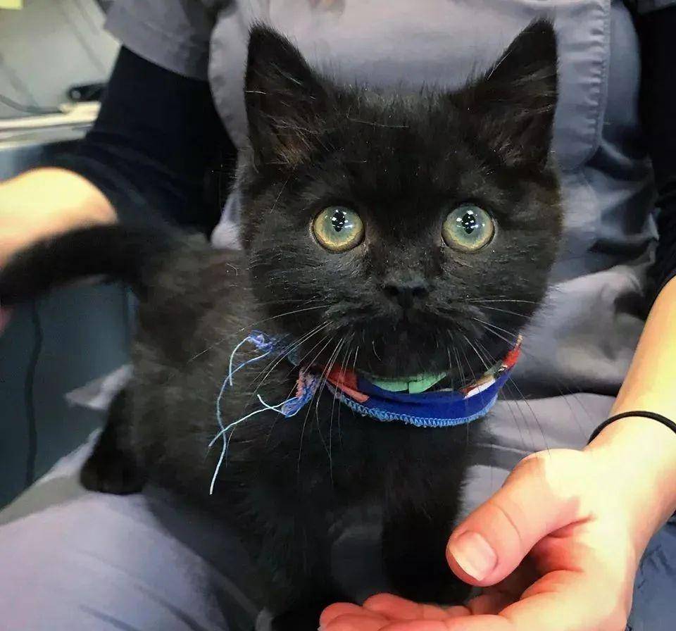 有心脏病的萌猫小煤球被安乐死前终于找到了温暖的家超幸运